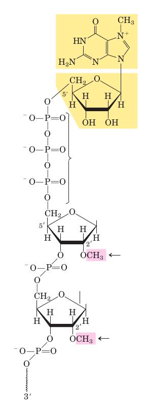 1. Procesarea la capătul 5 al ARNm Majoritatea moleculelor de ARNm la EK au în capătul 5 un aşa numit 5 -cap alcătuit din: 1.