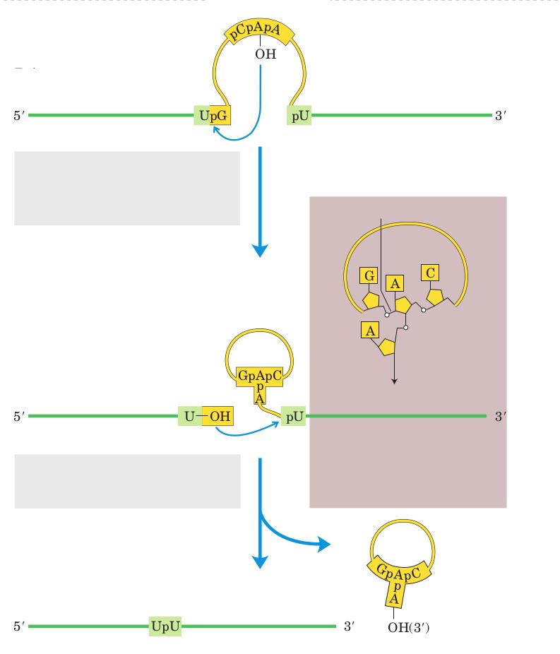 2. 2. Mecanismul molecular al eliminării intronilor din grupa II Intronii din grupa II se găsesc în gene nucleare mitocondriale şi cloroplastice din fungi, alge, plante şi rar în bacterii.