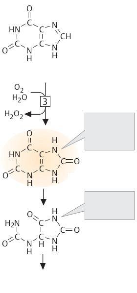 Degradarea nucleotidelor Sinteza de-novo a nucleotidelor este un proces complex si costisitor din punct de vedere energetic.