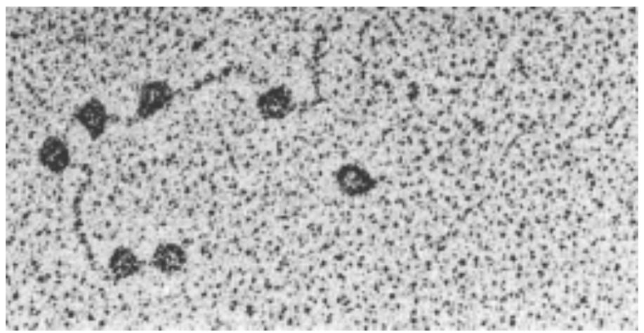 Sinteza ARN-ului sau transcrierea Sinteza ARN-ului se realizeză prin copierea secvenţei de nucleotide de pe una din catenele de ADN în cadrul procesului numit transcriere şi realizat de enzima