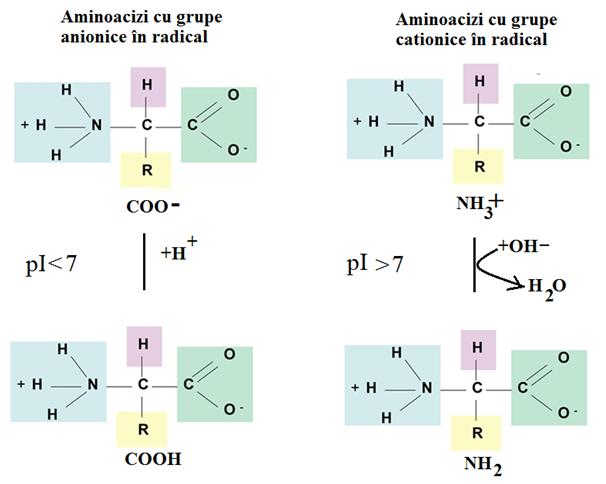 Astfel, punctul izoelectric al aminoacizilor va varia de la valori scăzute (pi<7) pentru aminoacizi acizi (pi=2,87 pentru acidul aspartic) la valori ridicate (pi>7)