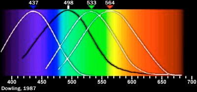 Joonis 2.2. Must kõver iseloomustab kepikeste spektraaltundlikkust, värvilised kolvikeste spektraaltundlikkust. 2.3. Nähtavus. Kontrast. Kontrastitundlikkus. Nähtavus on silma võime eristada detaile.