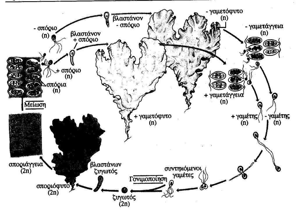 Διπλοαπλοβιοτικός κύκλος στην Ulva (Φύκος).