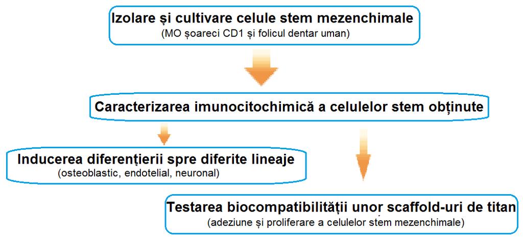 soareci CD1 și folicul dentar uman) Caracterizarea imunocitochimică a