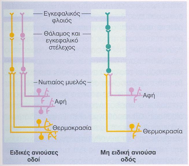 Μη ειδικές ανιούσες οδοί: Ενεργοποιούνται από αισθητικές μονάδες διαφόρων τύπων και