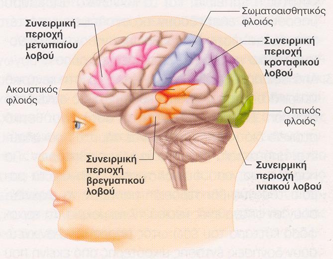Συνειρμικός φλοιός- Αντίληψη Οι συνειρμικές περιοχές του φλοιού βρίσκονται γύρω από τις βασικές αισθητικές η κινητικές περιοχές Συμμετέχουν στην σταδιακή πολύπλοκη ανάλυση εισερχόμενων πληροφοριών