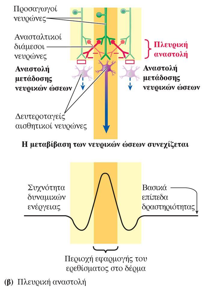 Πλάγια (πλευρική) αναστολή Η εντονότερα ενεργοποιημένη νευρική οδός αναστέλλει τη μετάδοση των νευρικών ώσεων στις ασθενέστερα