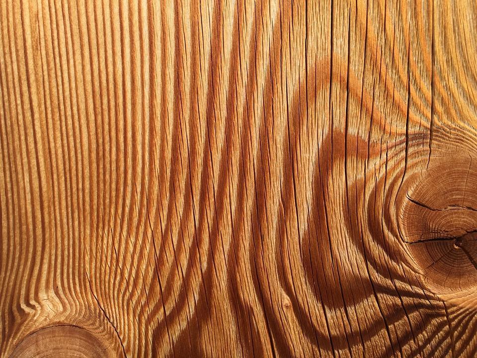 Εικόνα2.5.13 Ξυλεία από πεύκου του Όρεγκον (Oregon pine). Πολλές φορές δεν έχει καθόλου κλαδιά έως ύψος 30m. Εξάγεται υπό μορφή αρίστης ξυλείας και κόντρα πλακέ.