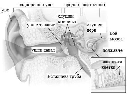 1. Биоакустика 14 Сл. 1.8: Градба на уво како систем за пренесување и примање на звуци.