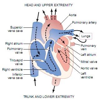 Aparatul Valvular Valvele cardiace permit deplasarea sangelui intr-un singur sens: A V si V Ao, AP Se deschid pasiv cand