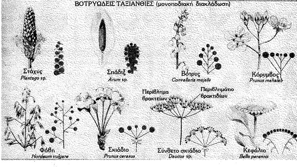 Στις βοτρυώδεις (μονοποδικές) ταξιανθίες έχουμε ανάπτυξη των