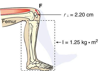 ω ω = L I = L 1 2 MR2. ω = 9.75 10 2 kg m 2 /s = 0.721 rad/s. (0.500) 4.00 kg (0.260 m) 1.25 kg m 2 57.