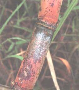 În funcţie de numărul de atomi de carbon din moleculă există trioze, tetroze, pentoze, hexoze, etc.