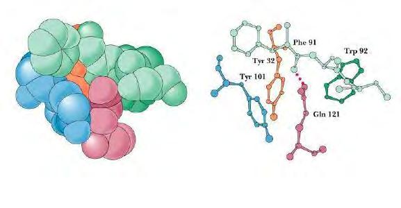 P R OT E II N E,, P E P T II D E Ş II A M II N O A C II Z II HPLC a influenţat foarte mult dezvoltarea chimiei proteinelor în ultimii 20-30 de ani, motiv pentru care anual se ţine o conferinţă