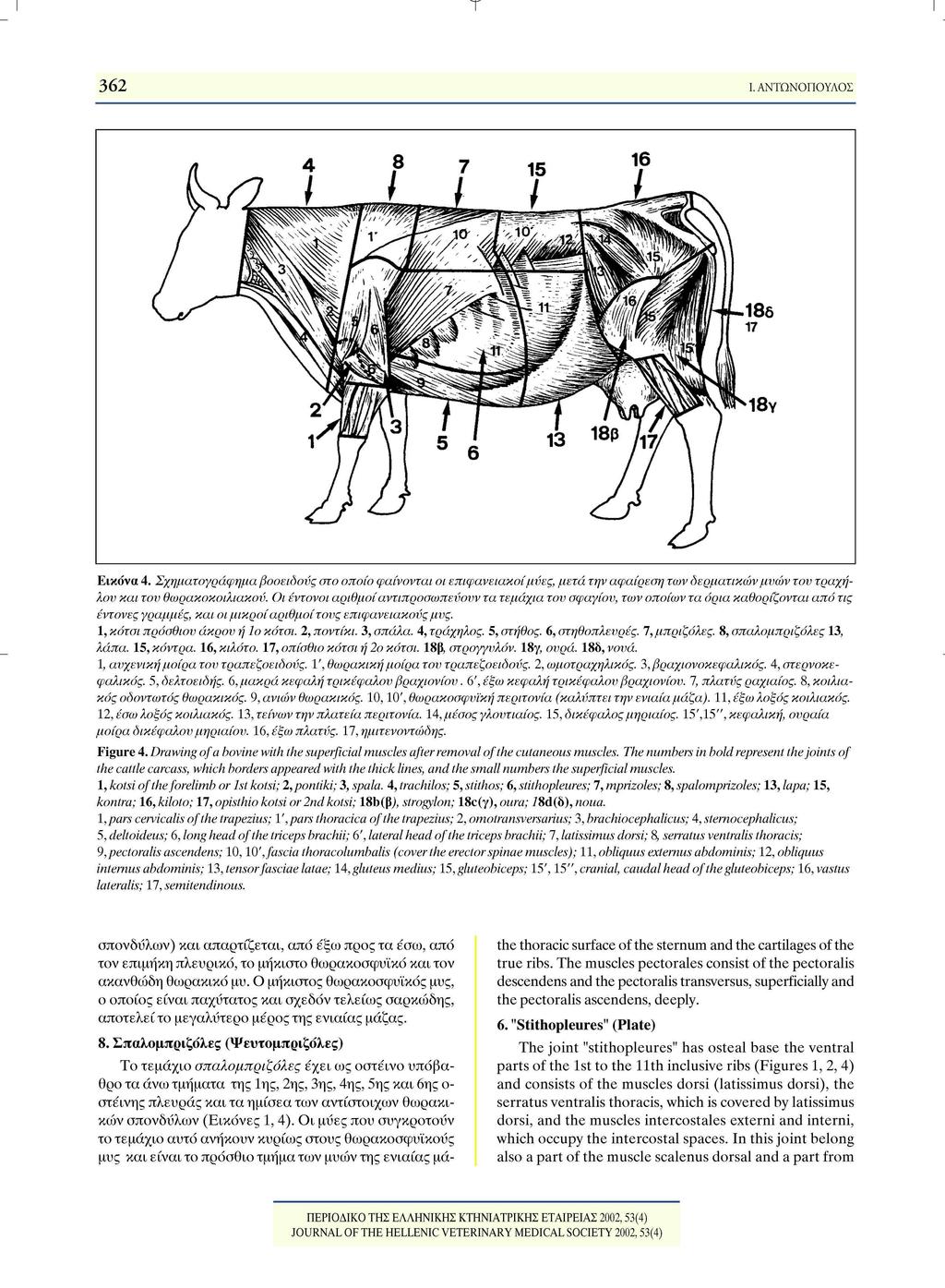 I τ I 362 Ι. ΑΝΤΩΝΟΠΟΥΛΟΣ Εικόνα 4. Σχηματογράφημα βοοειδούς στο οποίο φαίνονται οι επιφανειακοί μύες, μετά την αφαίρεση των δερματικών μυών του τραχήλου και του θωρακοκοιλιακού.