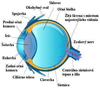 2.2: Cesta svetla okom: > rohovka > predná očná komora > zrenica > šošovka > sklovec > svetlocitlivé bunky (fotoreceptory) na sietnici.