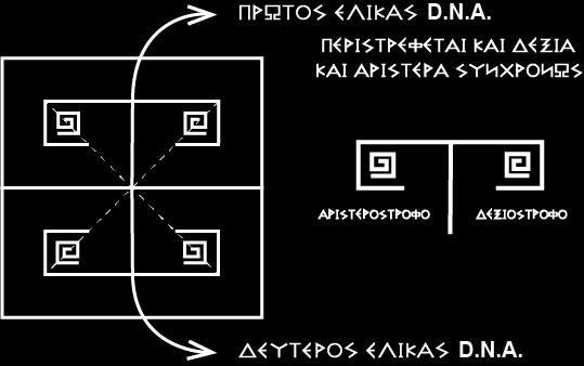 ΣΤΙΣ ΑΚΡΕΣ ΤΟΥ ΚΑΘΕ ΕΛΙΚΑ ΤΩΝ ΔΥΟ, ΣΤΑ ΠΤΕΡΥΓΙΑ ΤΟΥΣ, ΥΠΑΡΧΕΙ ΠΑΛΙ ΕΛΙΚΑΣ ΚΑΙ ΣΤΑ 4 ΑΚΡΑ ΤΟΥΣ, ΠΟΥ ΤΩΡΑ ΤΗΝ ΚΙΝΗΣΗ ΤΟΥΣ, ΔΕΞΙΑ Η