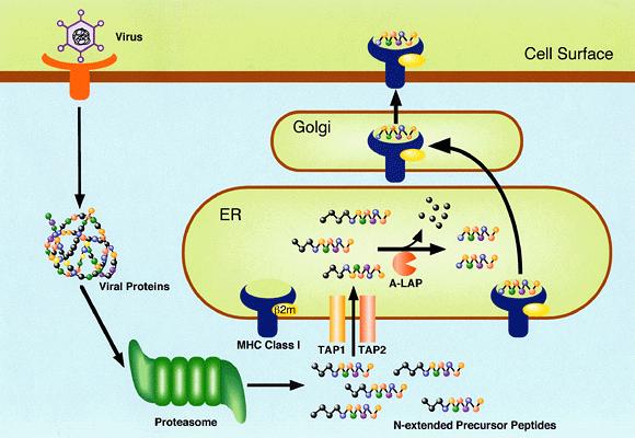 Antigen