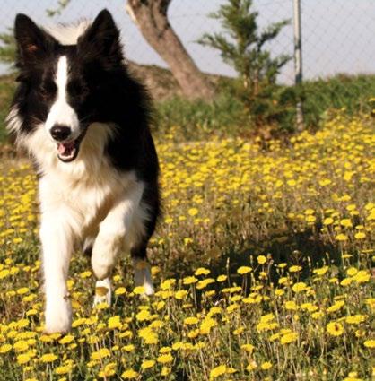 20 // ΚΑΤΟΙΚΙΔΙΑ Εναλλακτικές θεραπείες στον σκύλο Δημοσθένης Μουμιάδης H.Dip.