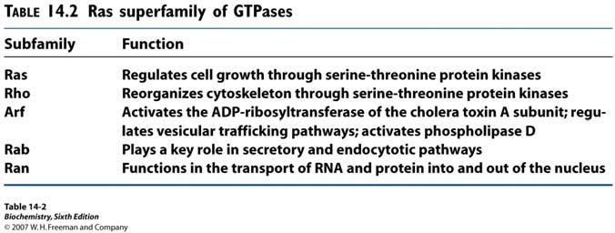 oblik spontano pretvara u GDP oblik. Hidrolizu GTP potpomažu GTPase-activating proteins (GAPs) koji reagiraju s Ras proteinima.