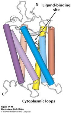 Rodopsin je bio prva molekula čija trodimenzionalna