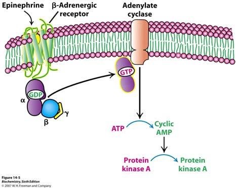 Aktivacija protein kinaze A posredstvom G- proteina Vezivanjem hormona za 7TM receptor započinje provođenje signala pomoću G- proteina i camp kako