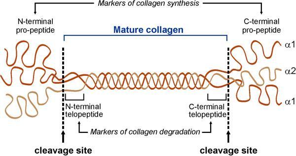 degradácia kolagénu typu I (navzájom pripojené vlákna s priečnymi väzbami v N-, C-terminálnych koncoch -> cross-links) Osteoklasty vylučujú kyslé a neutrálne