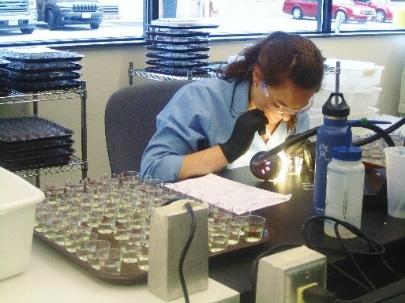 Примерци Daphnia magna излажу се различитим концентрацијама испитиване супстанце, а одсуство покретности бележи се у периоду након 24 и 48 сати и упоређује са контролним вредностима.