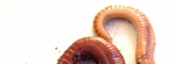 Уму тест на различитим концентрацијама испитиваних супстанци Слика 8.13. Salmonella typhimirium под микроскопом 8.3.2.