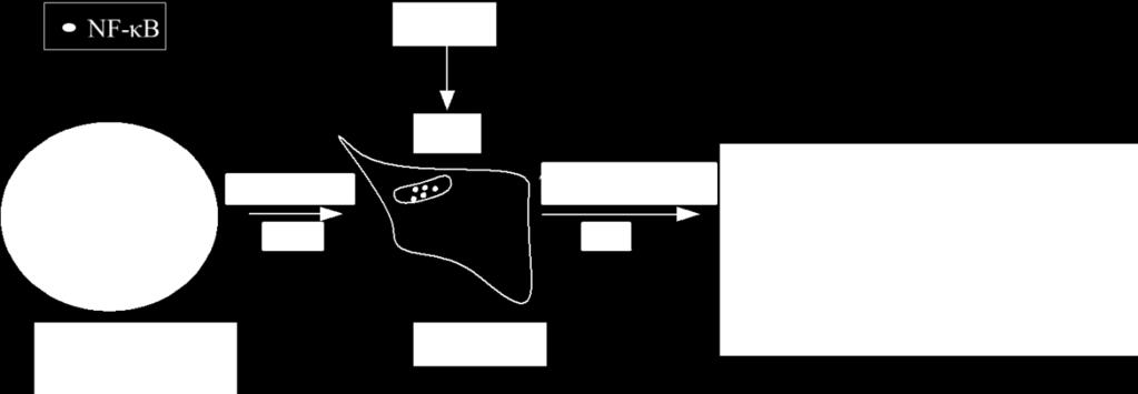 Слика 4.4. Шематски приказ NF-κB активације COX-2. Преузето од Takashiba et al.