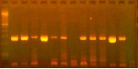 ενώ στη θέση 6 έχει χρησιμοποιηθεί ddh 2 O ως αρνητικός μάρτυρας. Η διαδικασία αυτή πραγματοποιήθηκε για όλα τα δείγματα που χρησιμοποιήθηκαν στην παρούσα εργασία. 6.2 Αποτελέσματα PCR με τυποειδικούς εκκινητές 6.