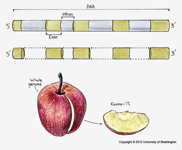 Whole Genome vs.