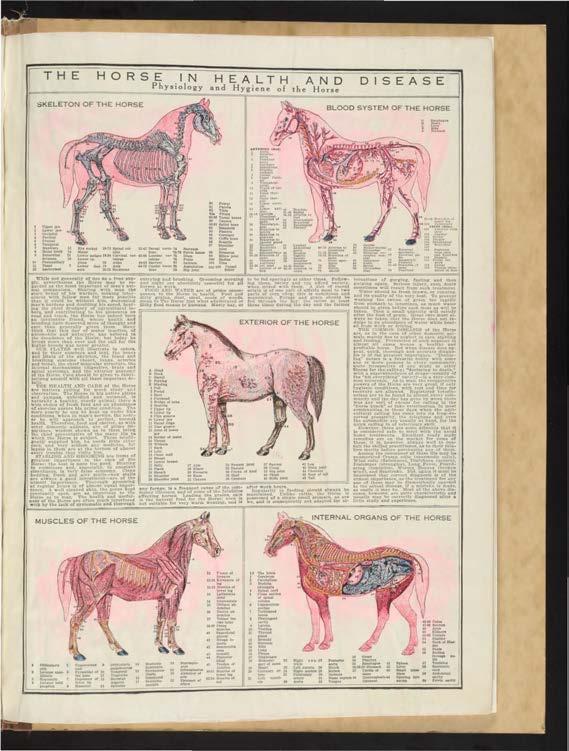 1 τ Η Ε HORSE IN HEALTH A ND Physiology and