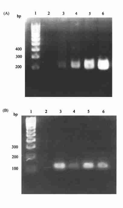 638 17 Table 2 The primers used in PCR amplification Primer 3 Sequence Length (bp) Reference L8215 H8297 L11230 H11396 5 2AGAGTTTCATGCCCATCGCT23 121 Handt et al (1996) [4 ] 5 2ATGCTAAGTTAGCTTTACAG23