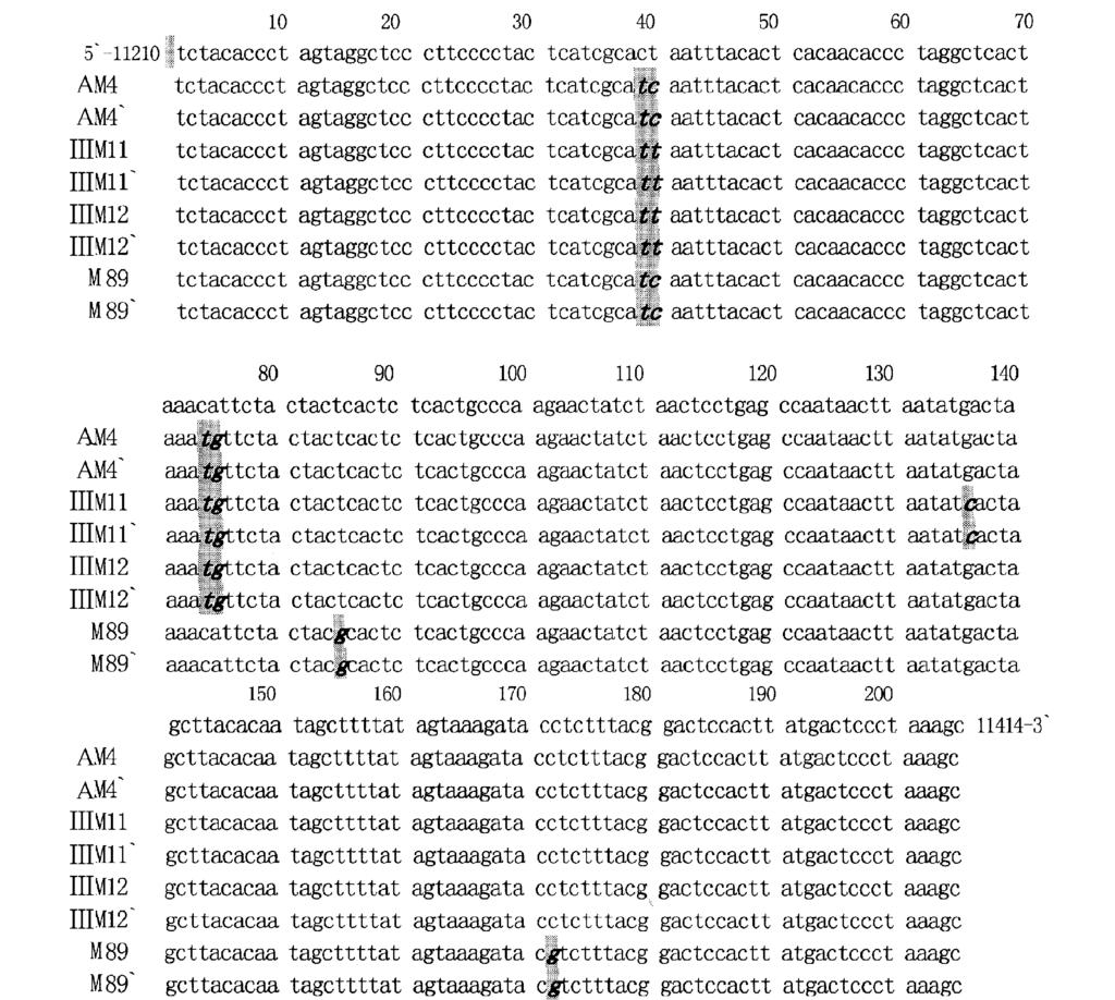 5 : DNA 639 Fig 2 Sequences alignment for 2052base2pair sequence obtained from eight extracts with the published the fragment of MTND4 gene The italic boldfaced nucleotide indicates variation site