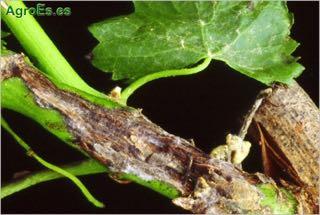 Βακτηριακή νέκρωση Xylophilus ampelinus Συµπτώµατα παρατηρούνται κυρίως στις κεφαλές, τους βραχίονες και τις κλιµατίδες.