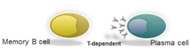and immunological memory T-independent Immune response T-dependent Immune response 1. Siegrist CA. In: Plotkin, et al., eds.
