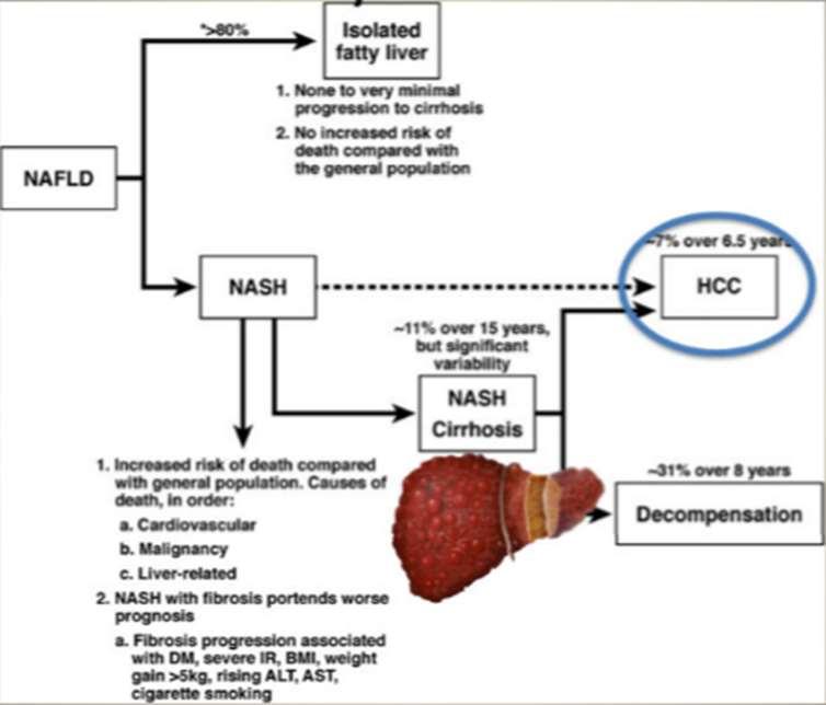 Η φυσική εξέλιξη της μη αλκοολικής νόσου του ήπατος (MALNH/NAFLD) T2DM closely associate with the severity