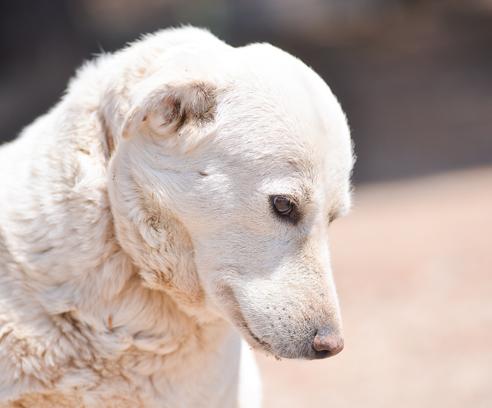 Η Ασπρούλα είναι περίπου 6 χρονών και ζυγίζει 27 κιλά Ηρακλής Παπανικολάκης, σκύλος με ονοματεπώνυμο βαρύ σαν