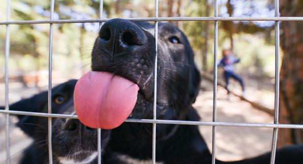 Στο πλαίσιο των προγραμμάτων που έχουν στόχο την προστασία των ζώων αλλά και των αδέσποτων, ο δήμος πραγματοποίησε ψυχαγωγική εκδήλωση σε συνεργασία με το Doggo (το πιο fun app για σκύλους), με στόχο