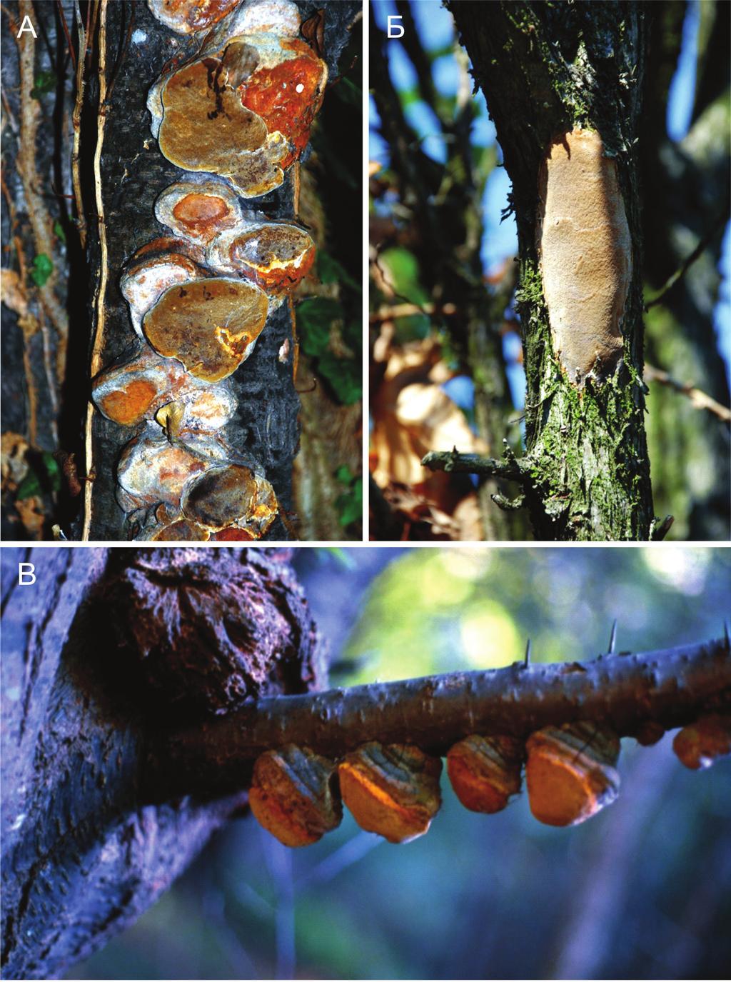 Слика 3. А- В - Phellinus pomaceus, Б P. punctatus Figure 3 А- В - Phellinus pomaceus, Б P. punctatus шиласте, дебелозидне, мрке, 15-25 x 6-11 µm.