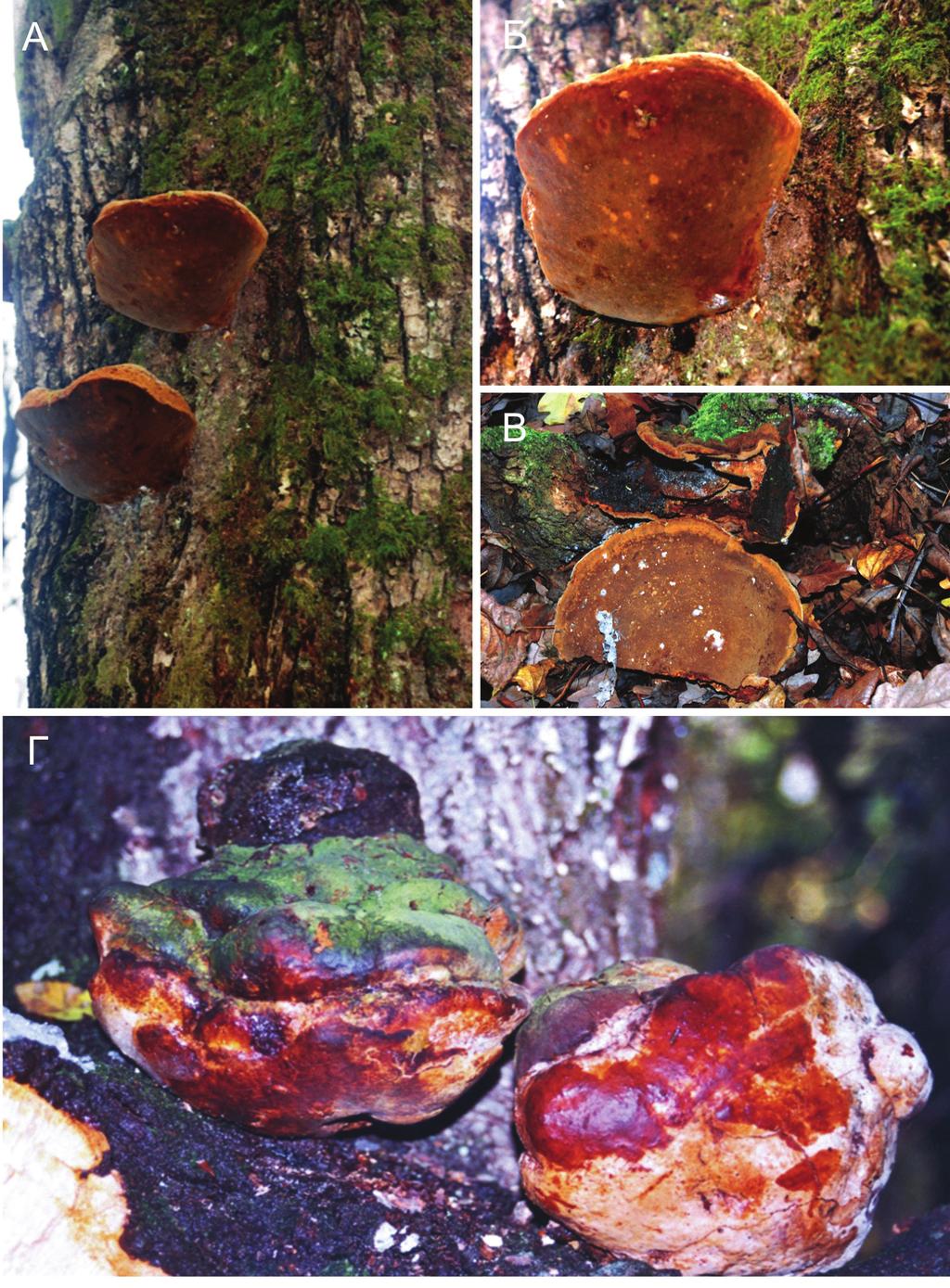 Слика 4. А-Б - Phellinus robustus (на лужњаку), В P. torulosus, Г P. robustus (на китњаку) Figure 4. A-Б - Phellinus robustus (on Pedunculate Oak), В - P. torulosus, Г - P.