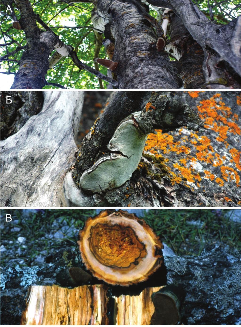 Слика 5. Phellinus tremulae: А Б- карпофоре на стаблу јасике, В- карпофоре и трулеж Figure 5.