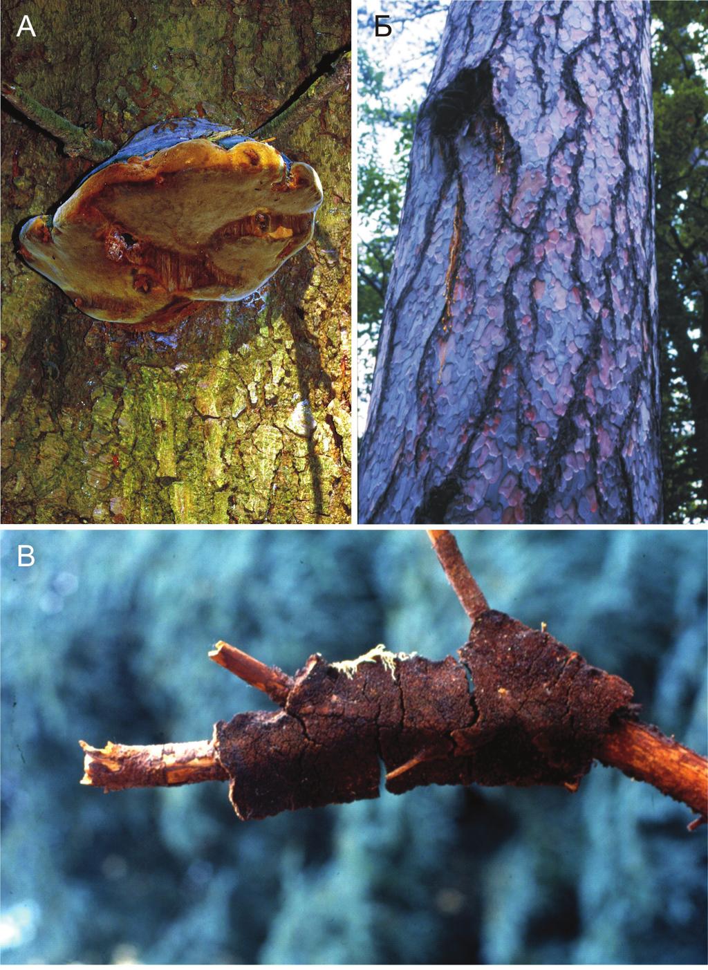 Слика 1. A-Phellinus hartigii, Б - P. pini, В - P. ferrugineofuscus Figure 1.