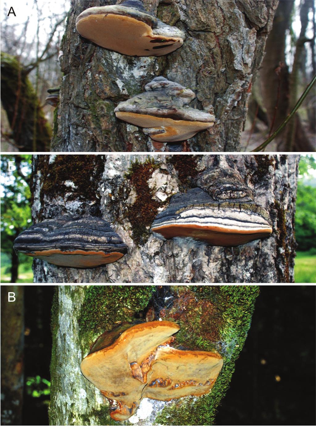 Слика 2. Phellinus igniarius на различитим домаћинима: А - на врби, Б на ораху, В на букви Figure 2.