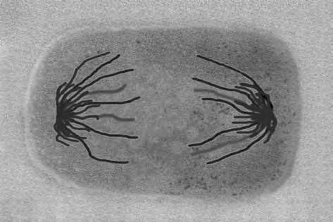 4 Fig. 4.1 shows two stages of mitosis in a cell from a root tip of Allium cepa. 8 D E Fig. 4.1 (a) Describe what happens to the chromosomes during mitosis between the stage shown in D and the stage shown in E.