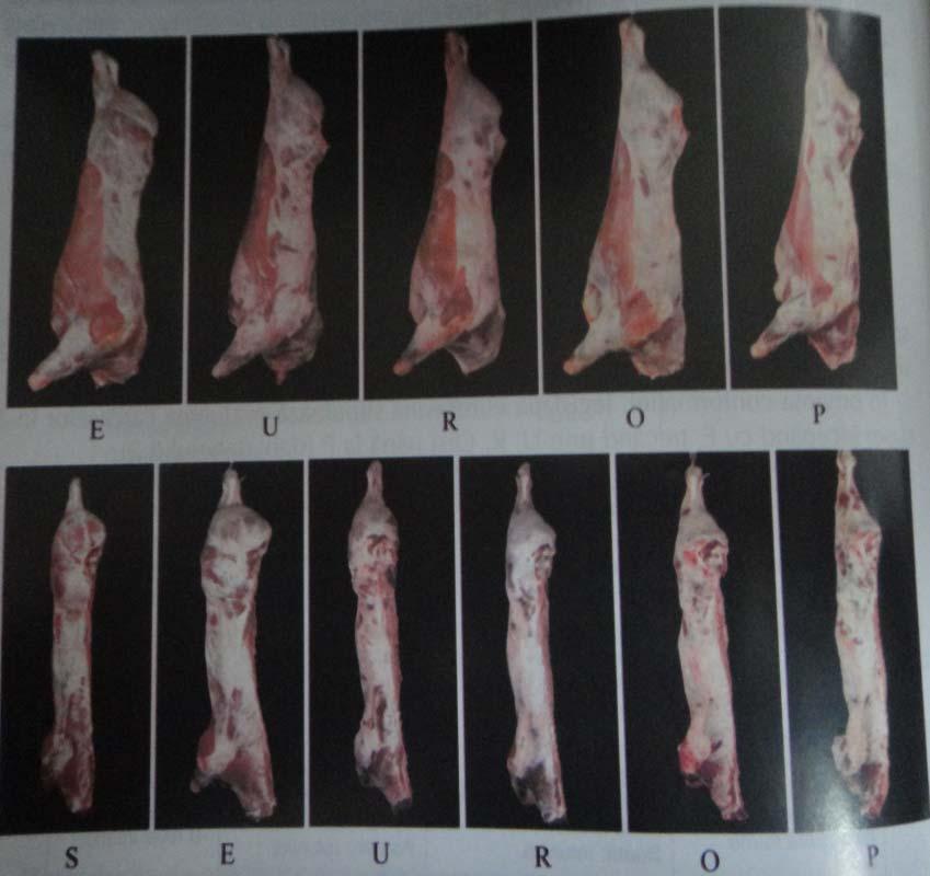 Fig. 48. Gradul de acoperire cu grăsime la bovine şi conformaţia carcasei (după Movileanu 2008).