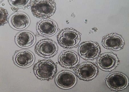 e. Ovocite de bovine la 20 de ore post FIV, prin săgeţi sunt indicaţi cei doi globuli polari. f.