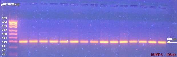 Fig. 60. Produşi de amplificare PCR de 108 pb pentru gena din locusul UMPS. Fig. 61. Produşi PCR-RFLP pentru locusul UMPS obţinuţi prin digestia ampliconilor de 108 pb cu enzima AvaI.