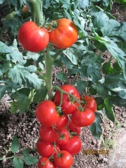 SOIUL DE TOMATE COSTATE 23 Unitatea elaboratoare: INSTITUTUL NAŢIONAL DE CERCETARE DEZVOLTARE PENTRU BIOTEHNOLOGII ÎN HORTICULTURĂ, ŞTEFĂNEŞTI, ARGEŞ Autori: Adriana Bădulescu, I.